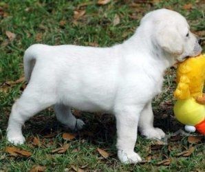 Labrador-Welpen suchen ein neues Zuhause