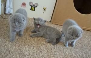 Scottish-Fold-Kätzchen abzugeben.