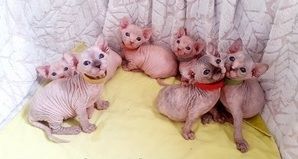 Sphynx-Kätzchen abzugeben.