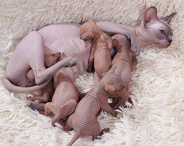 Sphynx-Kätzchen abzugeben.