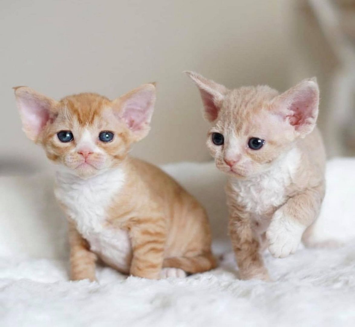 Devon-Rex-Kätzchen abzugeben.