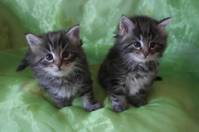 Norwegische Waldkatzen-Kätzchen