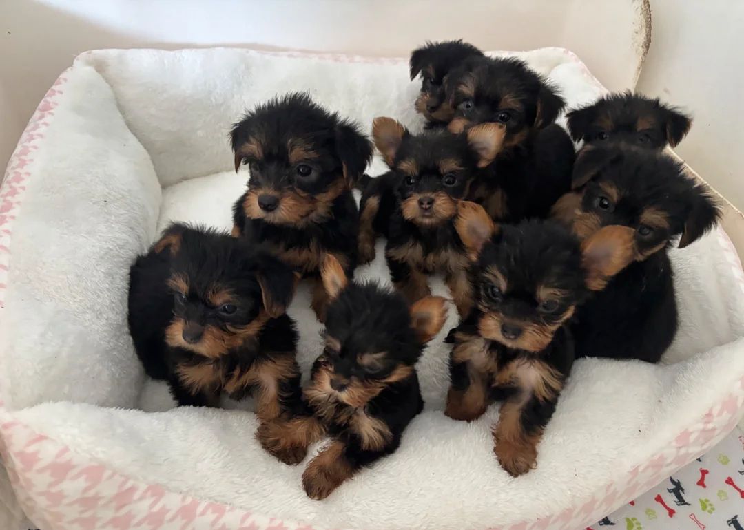 Yorkie-Welpen suchen ein neues Zuhause.