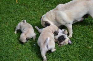 Mops-Welpen suchen ein neues Zuhause.