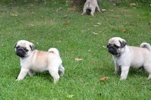 Mops-Welpen suchen ein neues Zuhause.