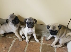 Mops-Welpen suchen ein neues Zuhause.