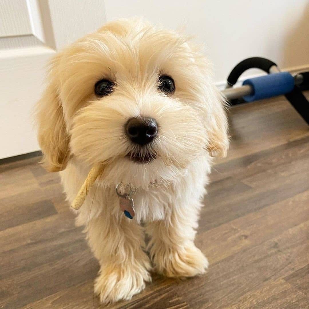 Maltipoo-Welpen suchen ein neues Zuhause