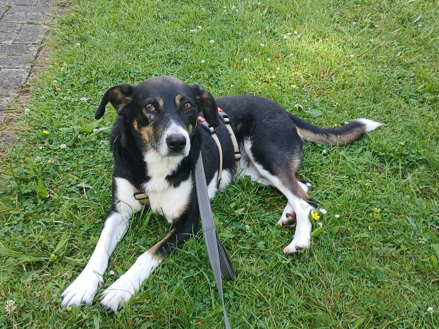 Ella (Schon auf Pflegestelle in Deutschland :)