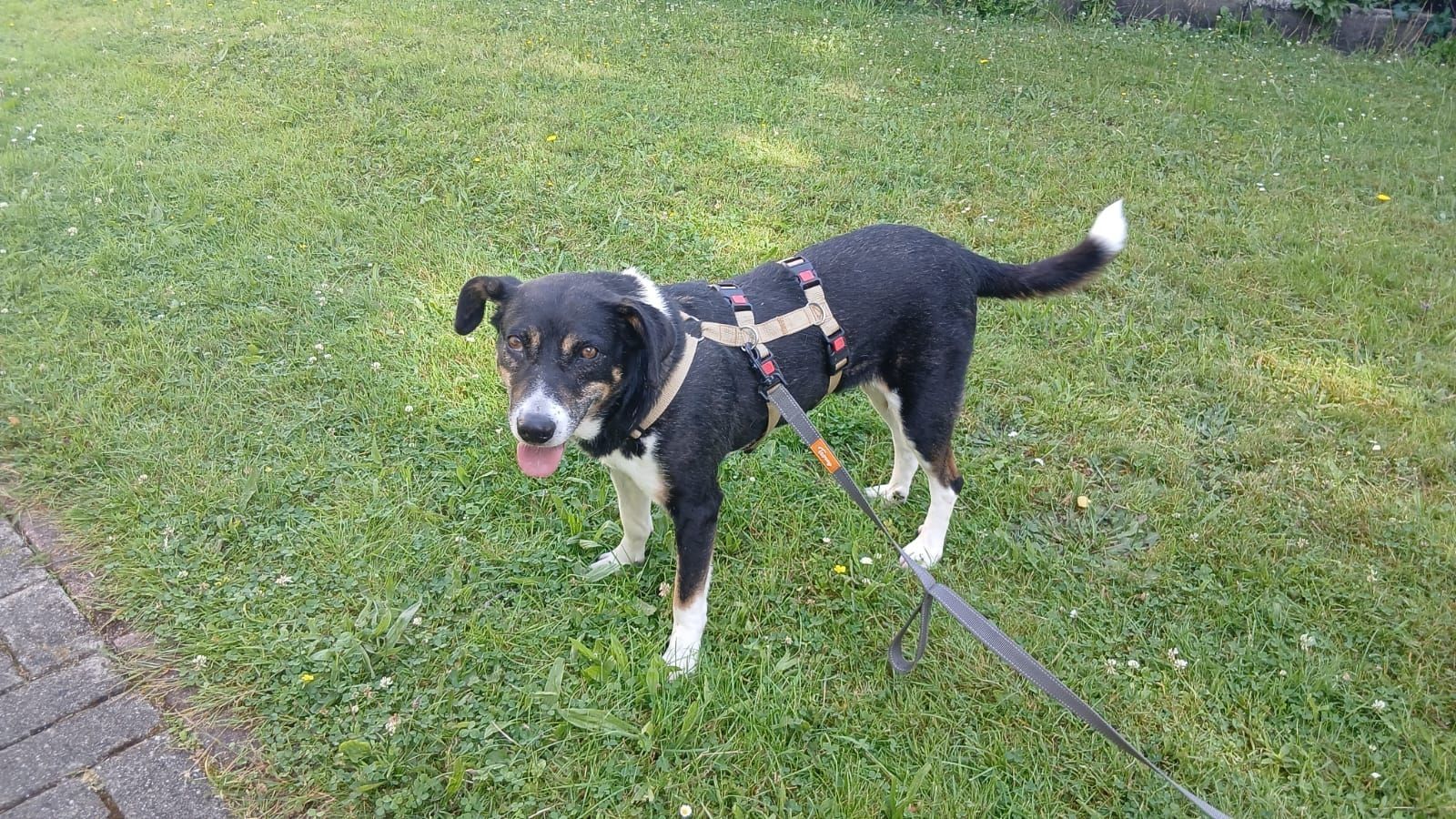 Ella (Schon auf Pflegestelle in Deutschland :)