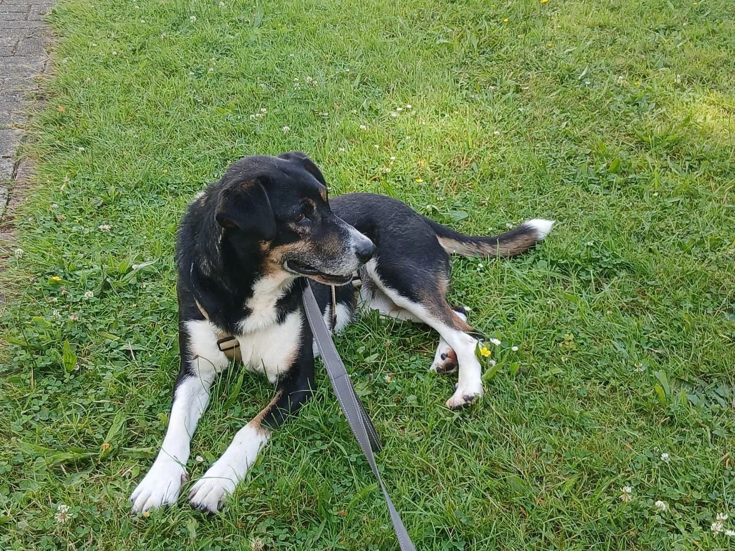 Ella (Schon auf Pflegestelle in Deutschland :)