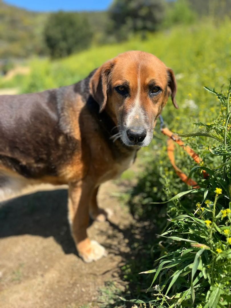 Angel – liebevoller Seniorin-Hund
