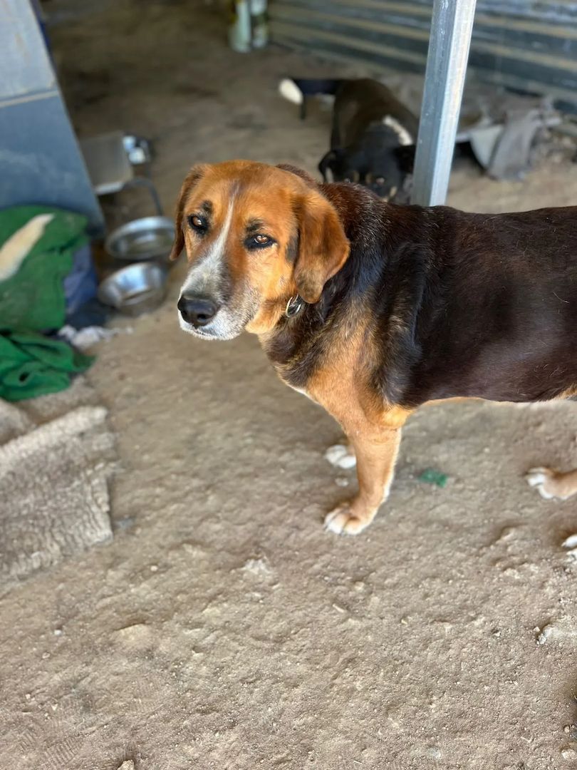 Angel – liebevoller Seniorin-Hund