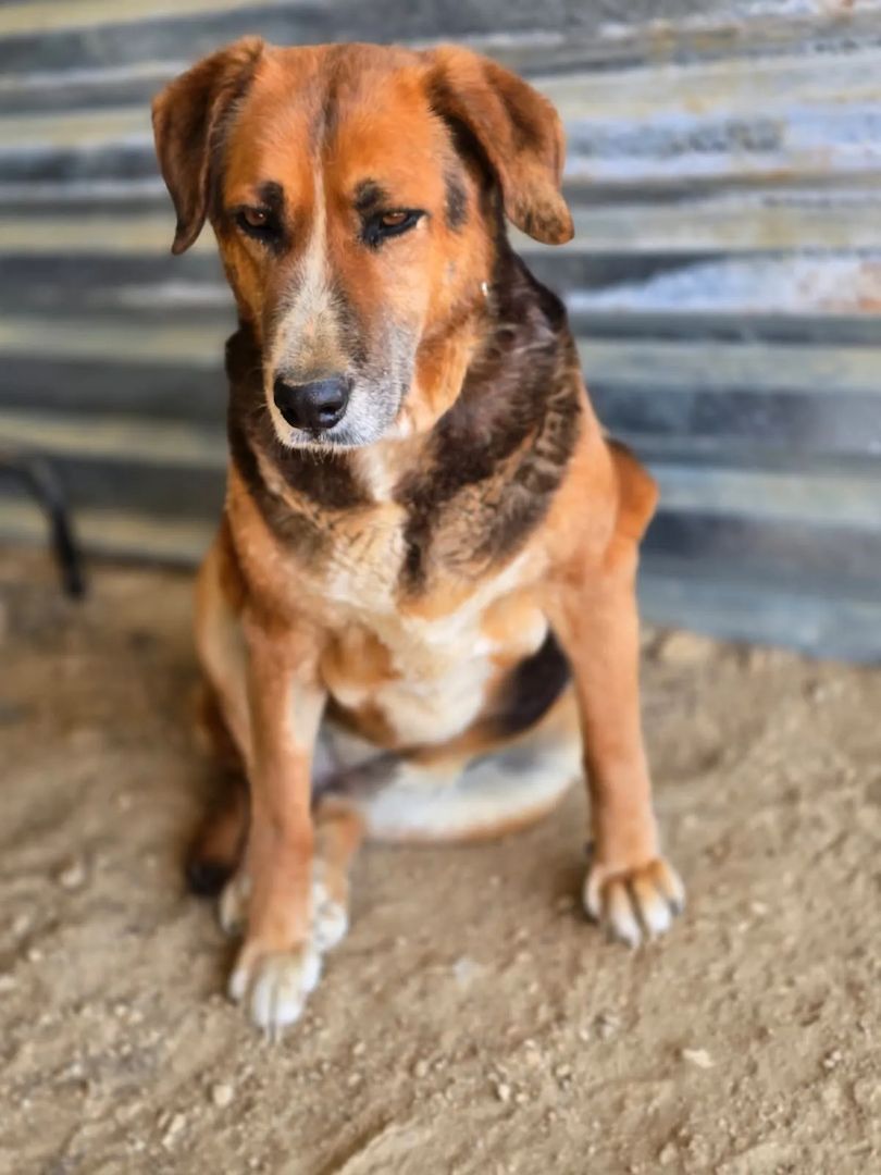 Angel – liebevoller Seniorin-Hund