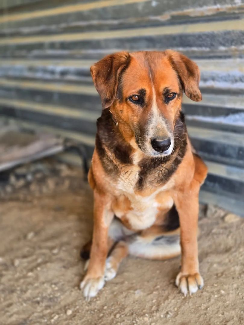 Angel – liebevoller Seniorin-Hund