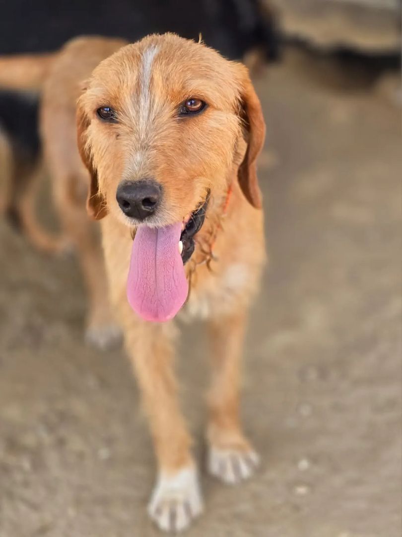 Mateo