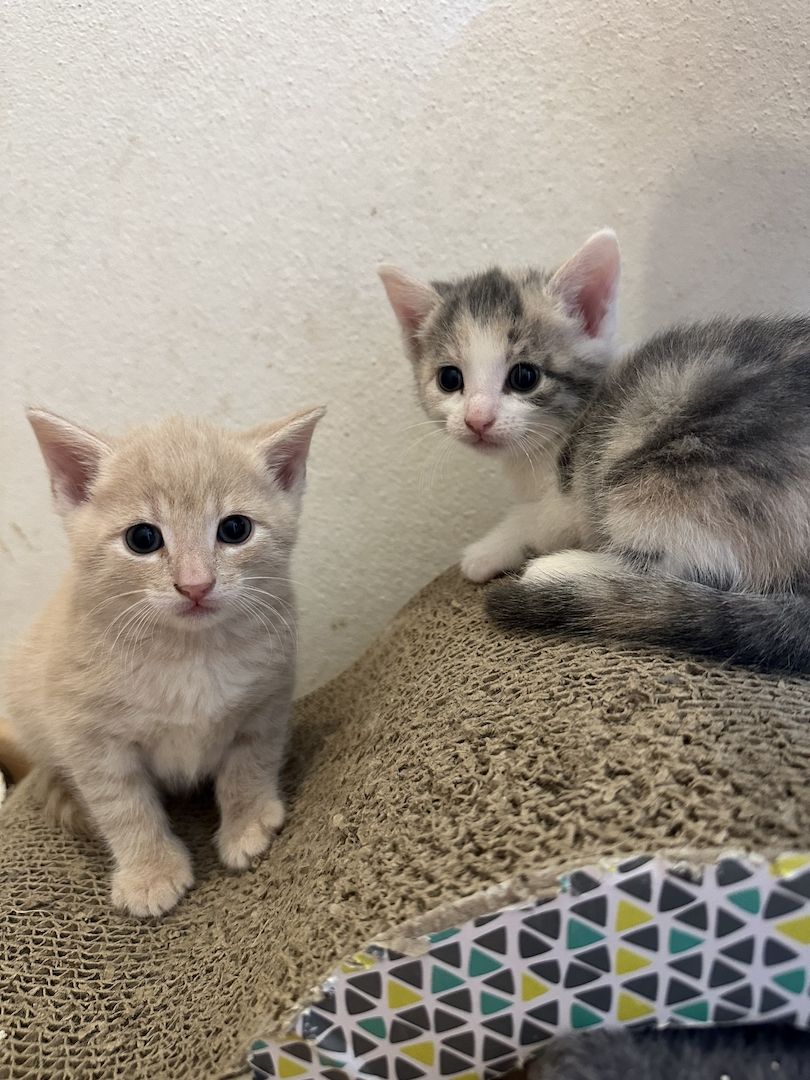 🐱 Süße Babykatzen suchen ein liebevolles Zuhause 🏡