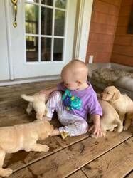 Labrador-Welpen suchen ein neues Zuhause.