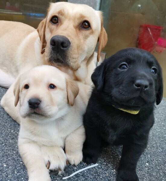 Labrador-Welpen suchen ein neues Zuhause.