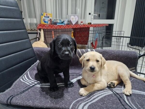 Labrador-Welpen suchen ein neues Zuhause.