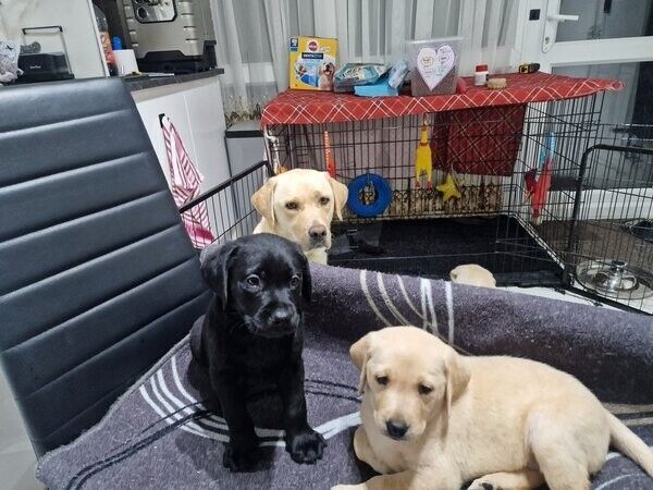 Labrador-Welpen suchen ein neues Zuhause.