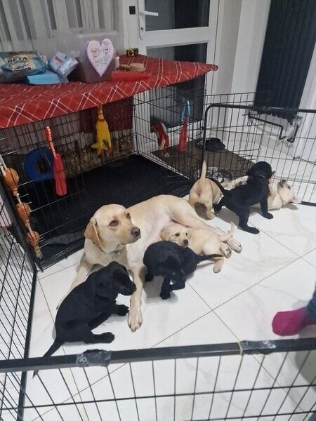 Labrador-Welpen suchen ein neues Zuhause.