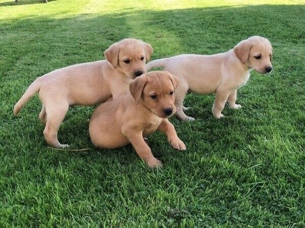 Labrador-Welpen suchen ein neues Zuhause.