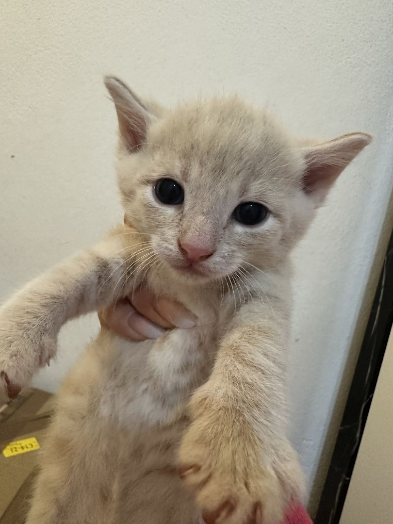 🐱 Süße Babykatzen suchen ein liebevolles Zuhause 🏡