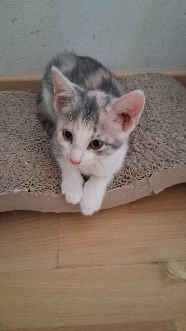 🐱 Süße Babykatzen suchen ein liebevolles Zuhause 🏡