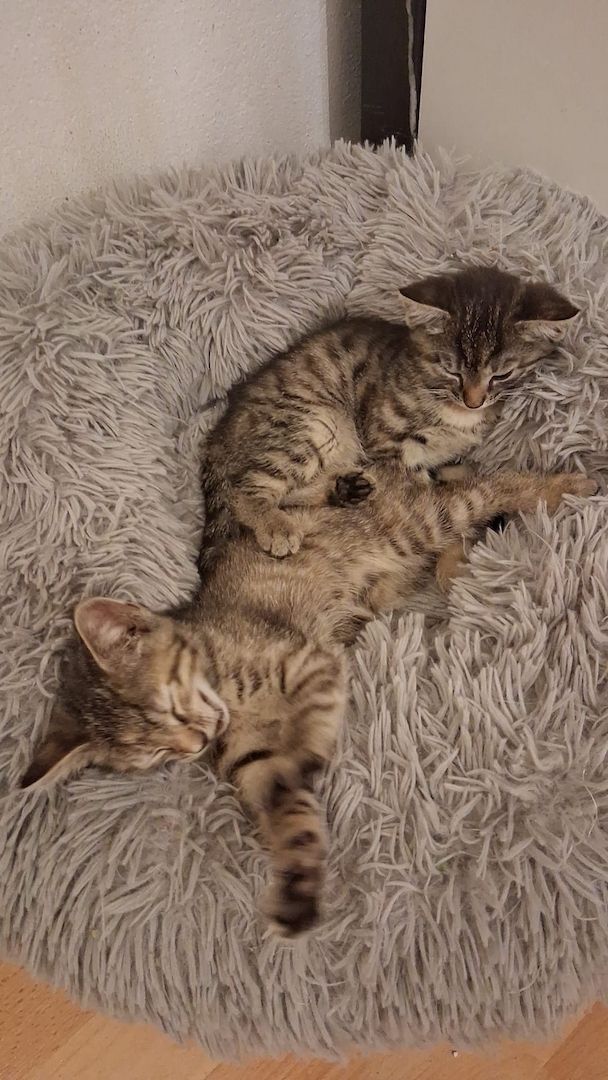 🐱 Süße Babykatzen suchen ein liebevolles Zuhause 🏡