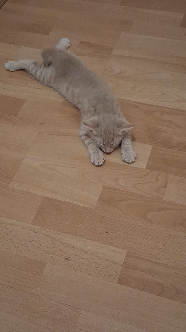 🐱 Süße Babykatzen suchen ein liebevolles Zuhause 🏡