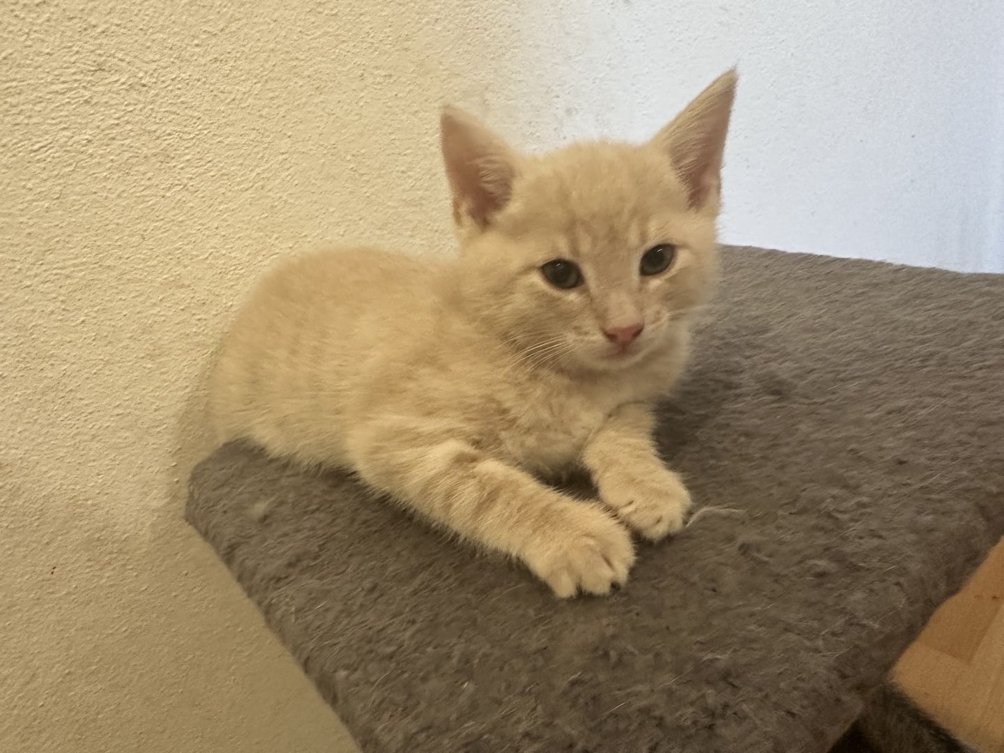 🐱 Süße Babykatzen suchen ein liebevolles Zuhause 🏡