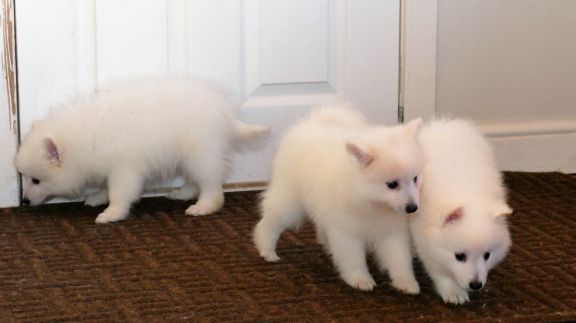 Japan-Spitz-Welpen suchen ein neues Zuhause.