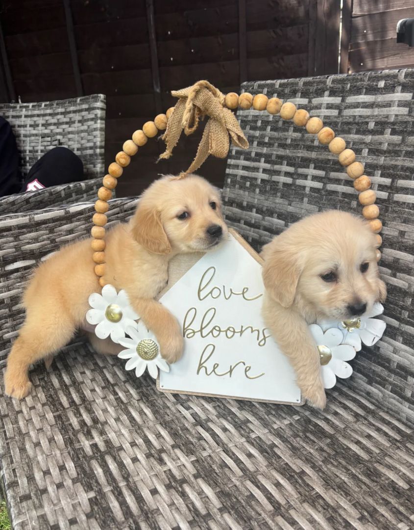Golden-Retriever-Welpen suchen ein neues Zuhause.