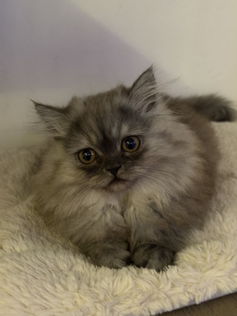 Graues Perser-Kitten Mädchen sucht liebevolles Zuhause
