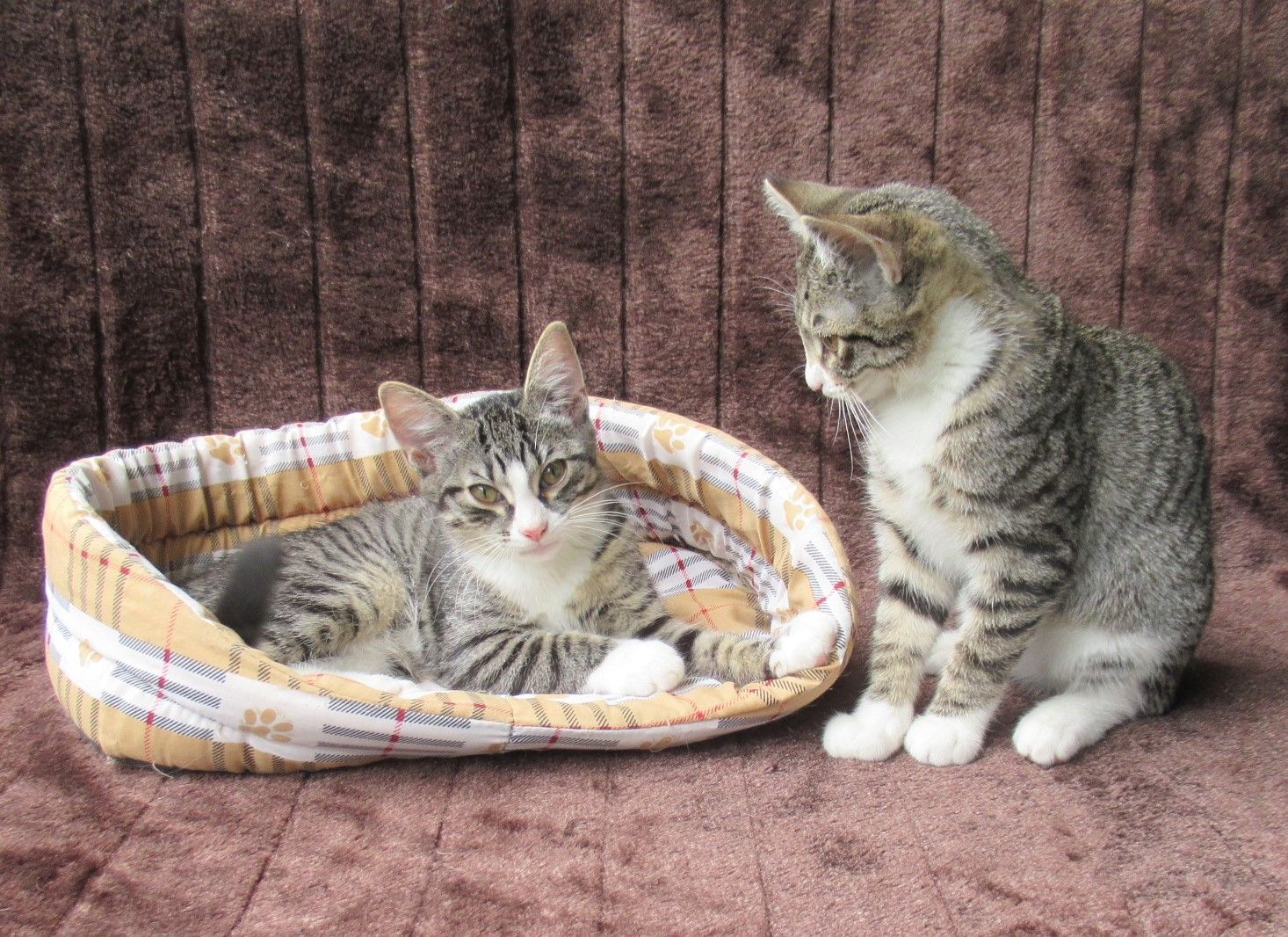 2 verschmuste Katzenbaby Katzenmädchen (3 Monate) Kätzchen Katze Katzen