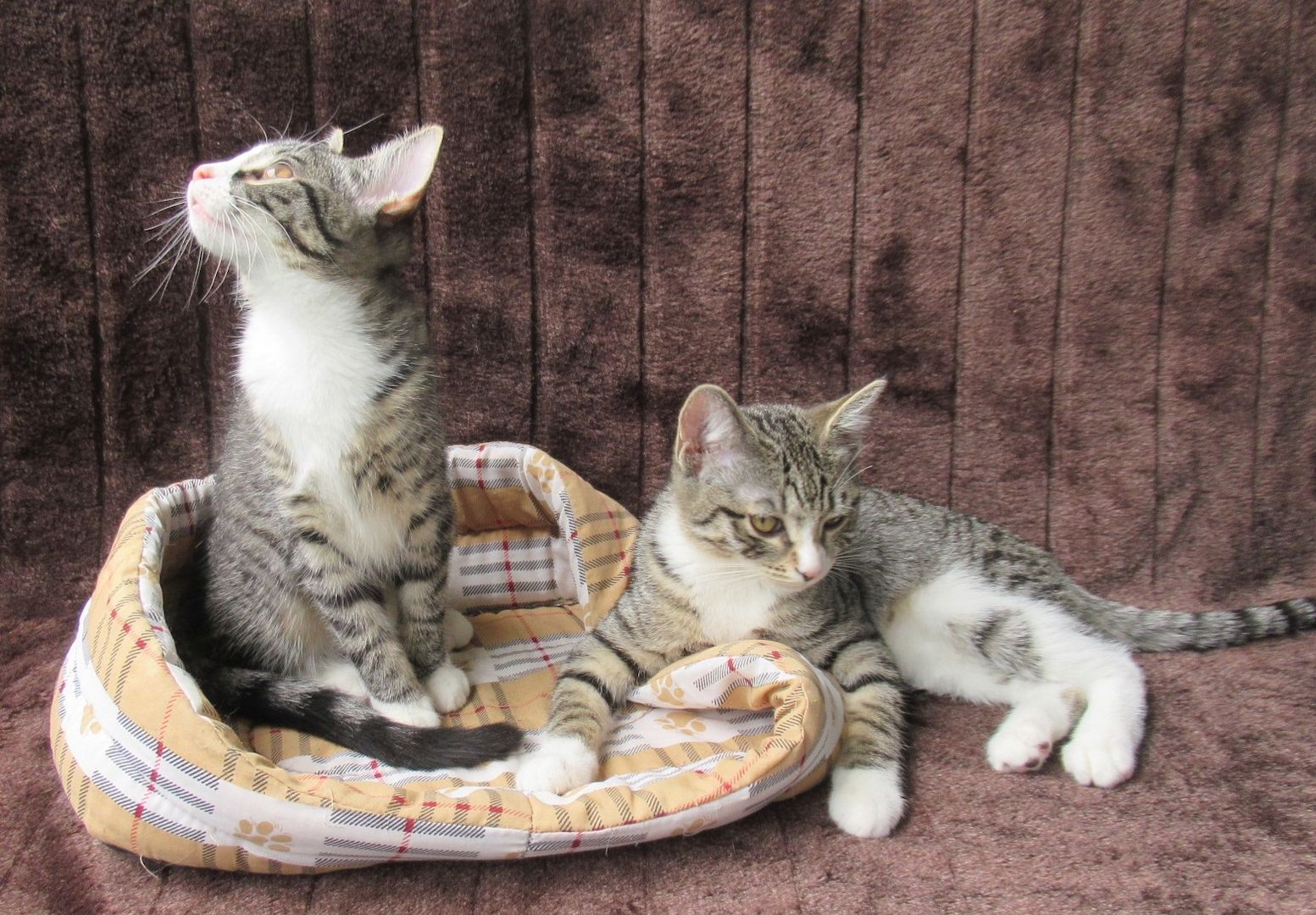 2 verschmuste Katzenbaby Katzenmädchen (3 Monate) Kätzchen Katze Katzen