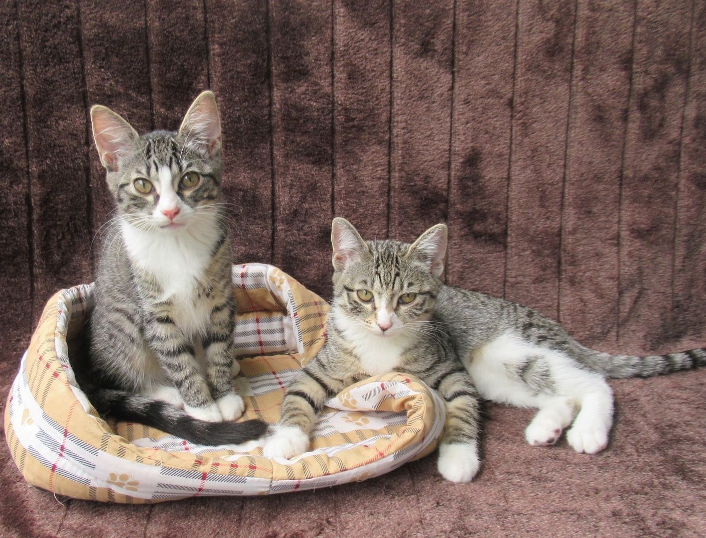 2 verschmuste Katzenbaby Katzenmädchen (3 Monate) Kätzchen Katze Katzen