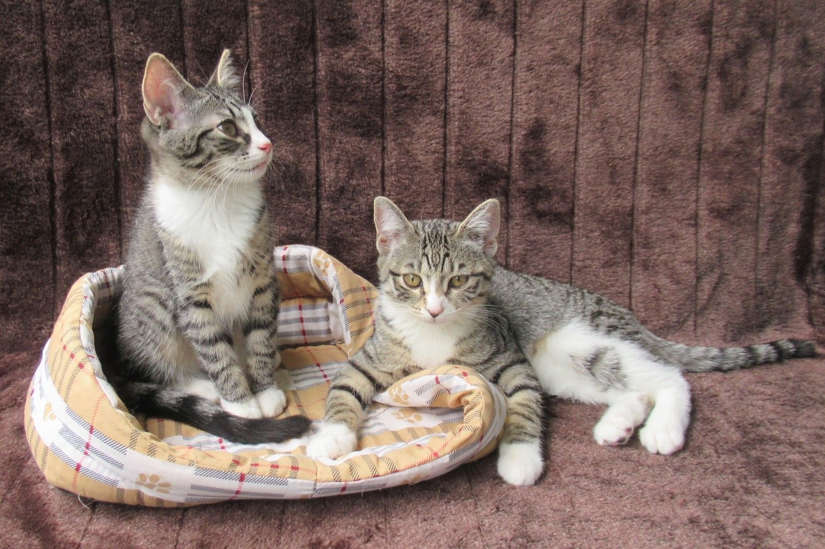 2 verschmuste Katzenbaby Katzenmädchen (3 Monate) Kätzchen Katze Katzen