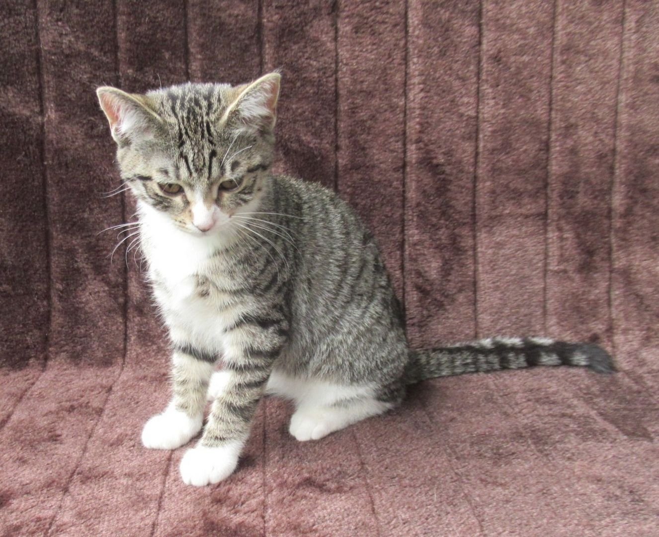 2 verschmuste Katzenbaby Katzenmädchen (3 Monate) Kätzchen Katze Katzen