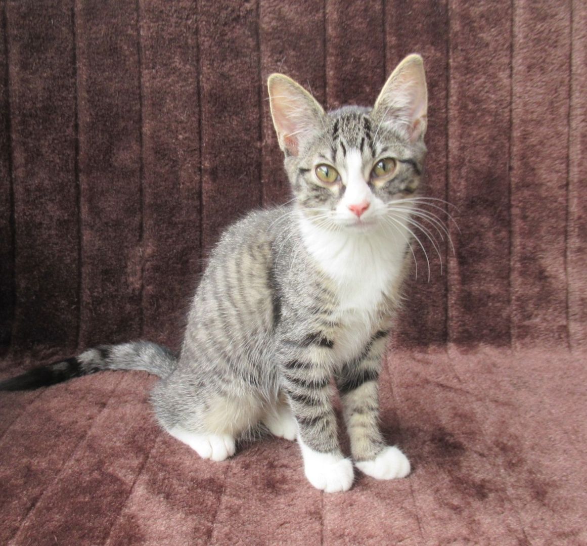 2 verschmuste Katzenbaby Katzenmädchen (3 Monate) Kätzchen Katze Katzen