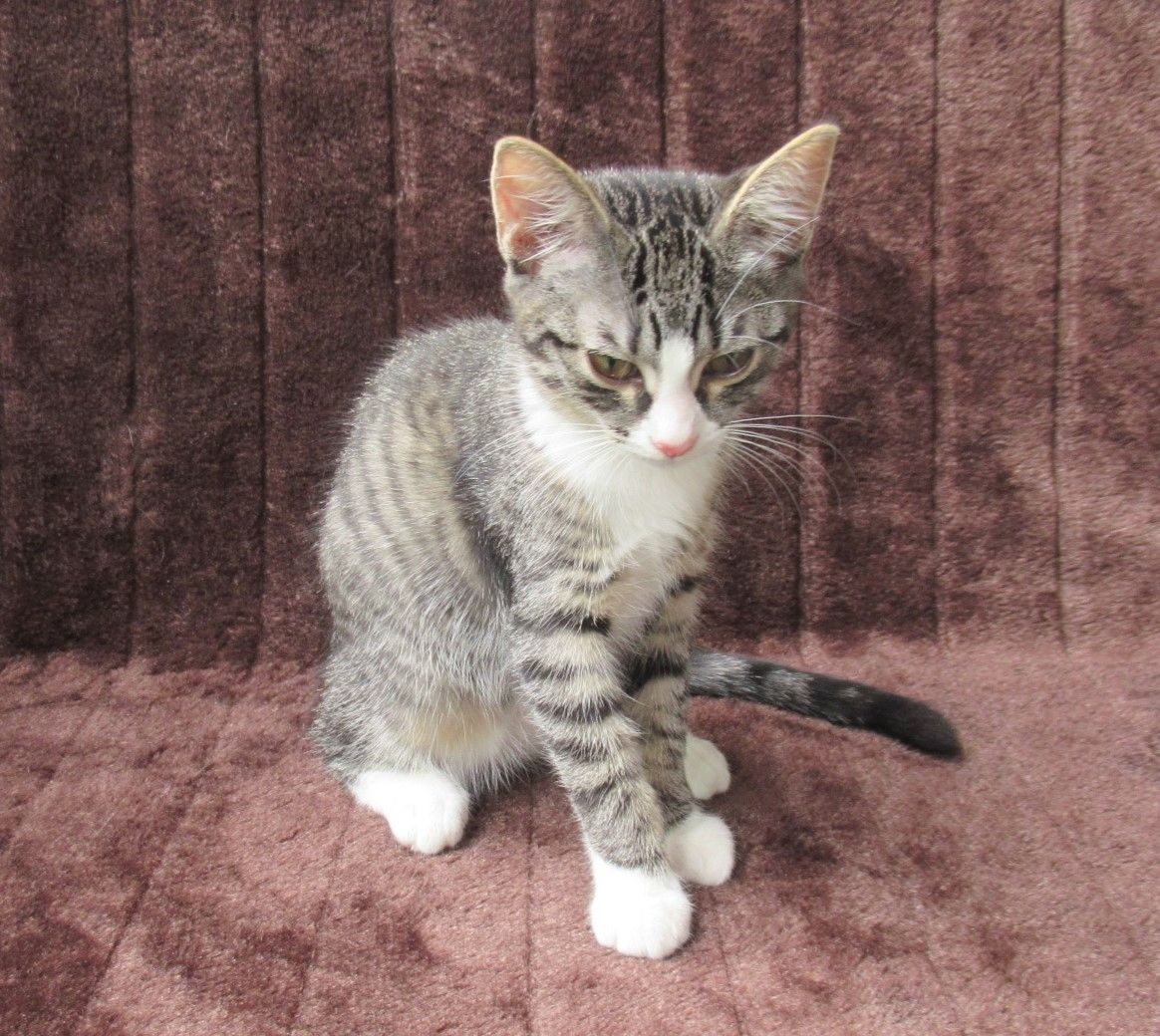2 verschmuste Katzenbaby Katzenmädchen (3 Monate) Kätzchen Katze Katzen