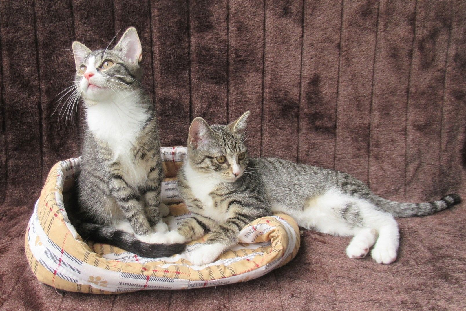 2 verschmuste Katzenbaby Katzenmädchen (3 Monate) Kätzchen Katze Katzen