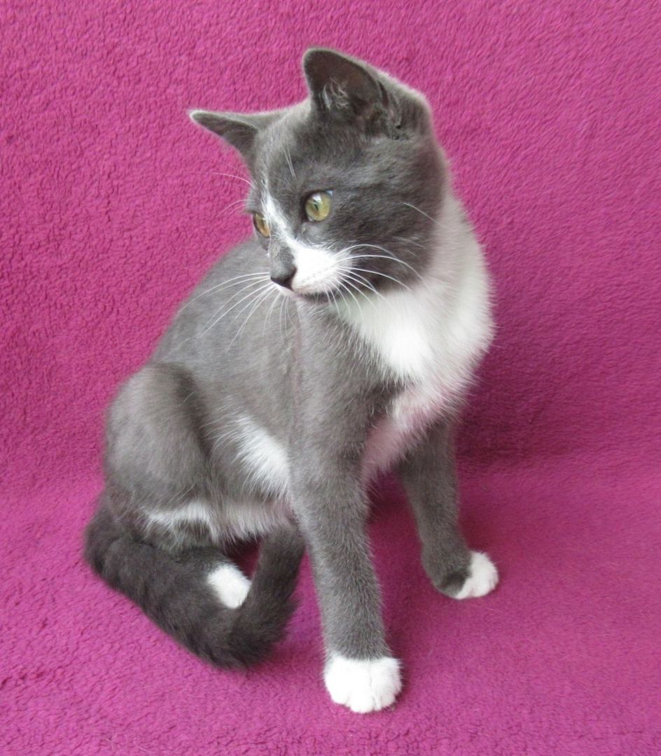 kleiner Kater grau-weiß - 3,5 Monate - verspielt - Katerchen Kätzchen Katzenjunge Katze Katzenbaby