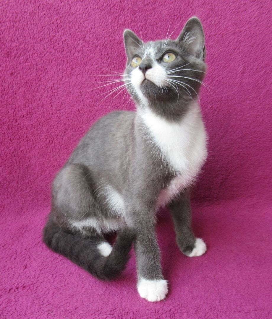 kleiner Kater grau-weiß - 3,5 Monate - verspielt - Katerchen Kätzchen Katzenjunge Katze Katzenbaby