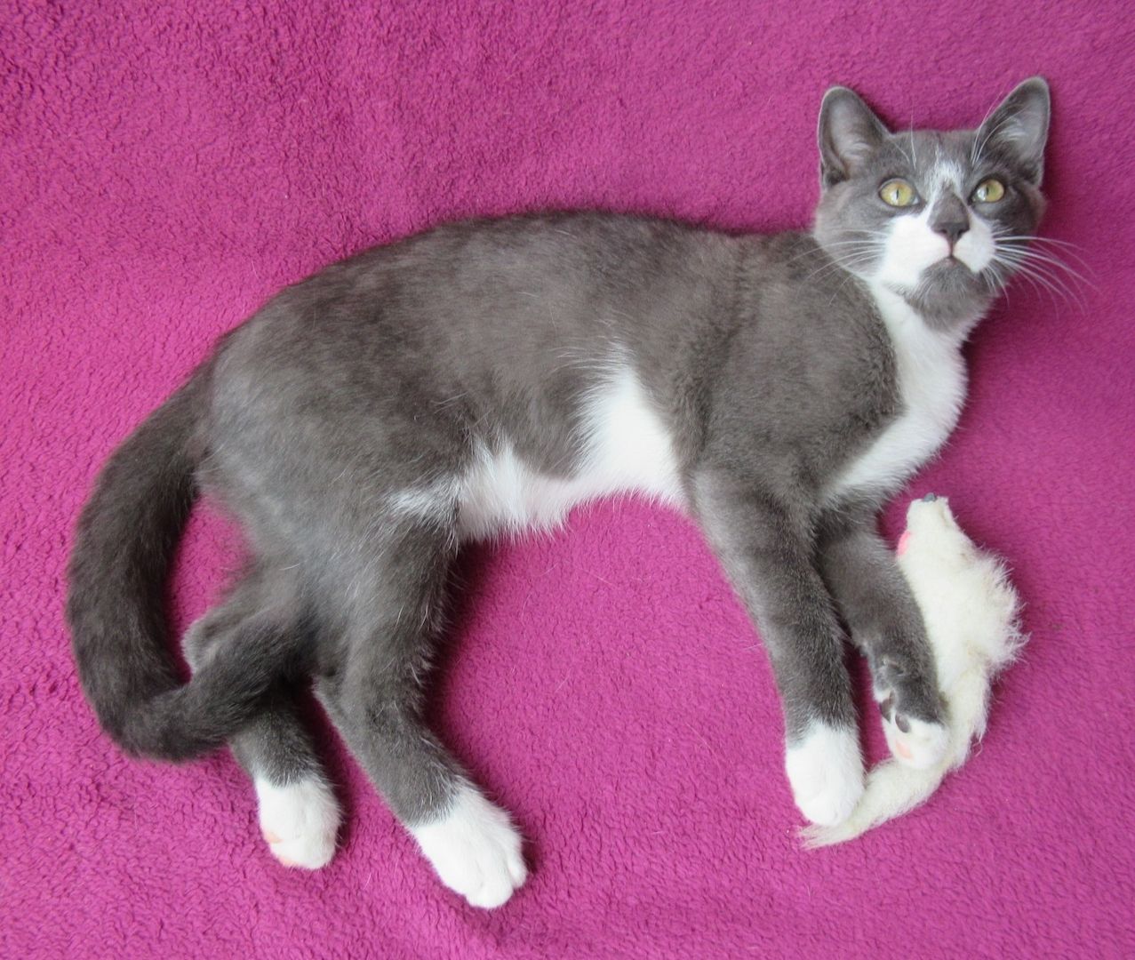 kleiner Kater grau-weiß - 3,5 Monate - verspielt - Katerchen Kätzchen Katzenjunge Katze Katzenbaby
