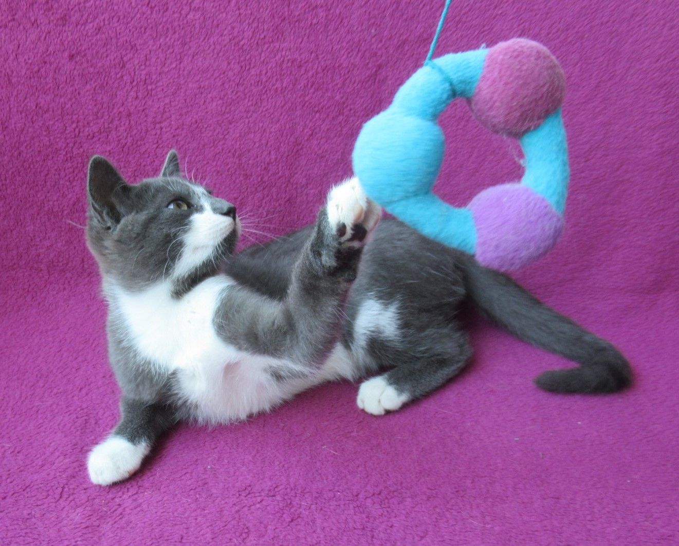 kleiner Kater grau-weiß - 3,5 Monate - verspielt - Katerchen Kätzchen Katzenjunge Katze Katzenbaby