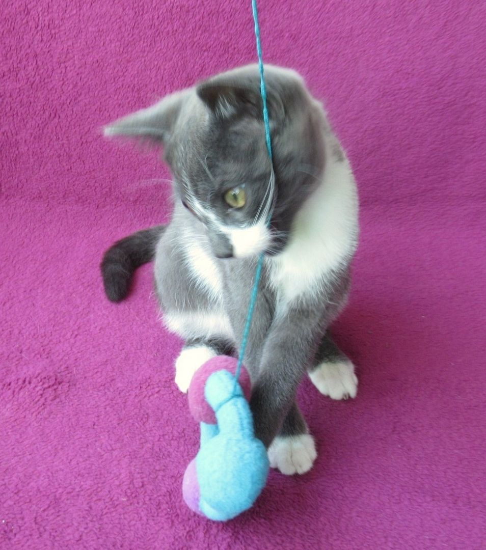 kleiner Kater grau-weiß - 3,5 Monate - verspielt - Katerchen Kätzchen Katzenjunge Katze Katzenbaby