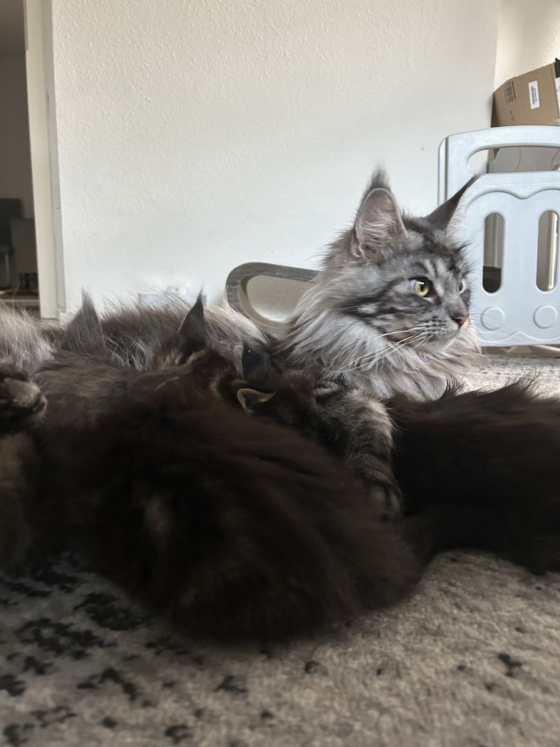 Maine Coon Kitten in verschiedenen dunklen Farben suchen ein liebevolles Zuhause 🐾