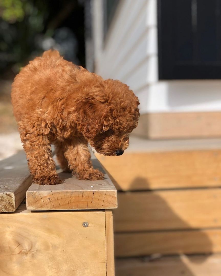 Pudelwelpen suchen ein neues Zuhause