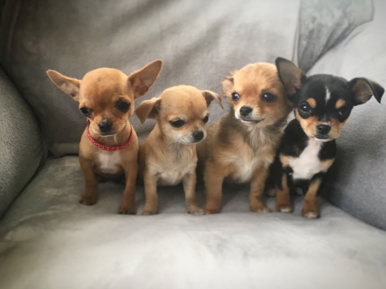 Reinrassige Chihuahua-Welpen